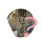 いんこっこ(Life)（個別スタンプ：9）