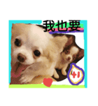 Chihuahua  ~Mimi~  Happiness Every part2（個別スタンプ：8）