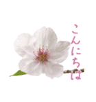 手書きの丁寧な言葉に桜の花を添えて（個別スタンプ：1）