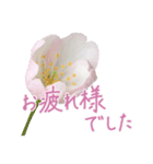 手書きの丁寧な言葉に桜の花を添えて（個別スタンプ：2）