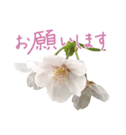 手書きの丁寧な言葉に桜の花を添えて（個別スタンプ：3）