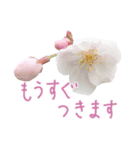 手書きの丁寧な言葉に桜の花を添えて（個別スタンプ：6）