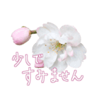 手書きの丁寧な言葉に桜の花を添えて（個別スタンプ：16）