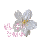 手書きの丁寧な言葉に桜の花を添えて（個別スタンプ：17）
