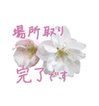 手書きの丁寧な言葉に桜の花を添えて（個別スタンプ：18）