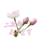 手書きの丁寧な言葉に桜の花を添えて（個別スタンプ：20）