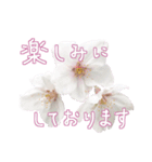 手書きの丁寧な言葉に桜の花を添えて（個別スタンプ：21）