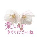 手書きの丁寧な言葉に桜の花を添えて（個別スタンプ：22）