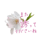 手書きの丁寧な言葉に桜の花を添えて（個別スタンプ：23）