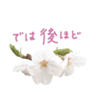 手書きの丁寧な言葉に桜の花を添えて（個別スタンプ：31）