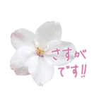 手書きの丁寧な言葉に桜の花を添えて（個別スタンプ：35）