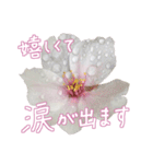 手書きの丁寧な言葉に桜の花を添えて（個別スタンプ：38）