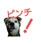 雑種犬トムの日常2（個別スタンプ：5）