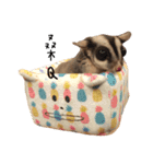 Paulas daily life sugar glider（個別スタンプ：5）