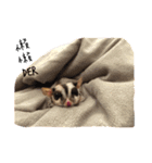 Paulas daily life sugar glider（個別スタンプ：8）