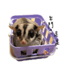 Paulas daily life sugar glider（個別スタンプ：9）