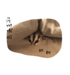 Paulas daily life sugar glider（個別スタンプ：12）