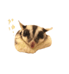 Paulas daily life sugar glider（個別スタンプ：13）