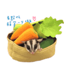 Paulas daily life sugar glider（個別スタンプ：14）