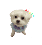 cute dog small cotton（個別スタンプ：1）