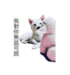 Wonder dog（個別スタンプ：13）