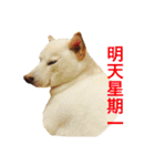 Wonder dog（個別スタンプ：16）