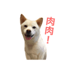 Wonder dog（個別スタンプ：28）