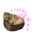 ジルぺこ（個別スタンプ：3）