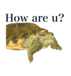 Trachemys scripta Sticker Turtles（個別スタンプ：2）