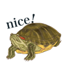 Trachemys scripta Sticker Turtles（個別スタンプ：5）