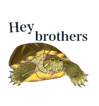 Trachemys scripta Sticker Turtles（個別スタンプ：9）