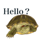 Trachemys scripta Sticker Turtles（個別スタンプ：14）