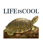 Trachemys scripta Sticker Turtles（個別スタンプ：16）