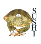 Trachemys scripta Sticker Turtles（個別スタンプ：19）