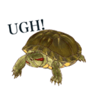 Trachemys scripta Sticker Turtles（個別スタンプ：27）