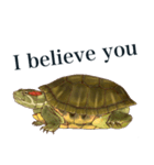 Trachemys scripta Sticker Turtles（個別スタンプ：31）