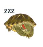 Trachemys scripta Sticker Turtles（個別スタンプ：34）