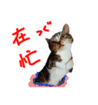 2 meow meow（個別スタンプ：9）