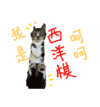 2 meow meow（個別スタンプ：13）