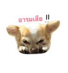 chihuawithcat（個別スタンプ：1）