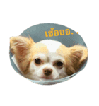 chihuawithcat（個別スタンプ：3）