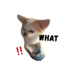 chihuawithcat（個別スタンプ：7）