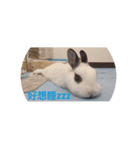 daodan bunny sanbo - putong pian（個別スタンプ：1）