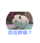 daodan bunny sanbo - putong pian（個別スタンプ：4）