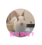 daodan bunny sanbo - putong pian（個別スタンプ：7）