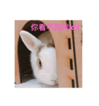 daodan bunny sanbo - putong pian（個別スタンプ：10）