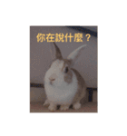 daodan bunny sanbo - putong pian（個別スタンプ：12）