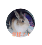 daodan bunny sanbo - putong pian（個別スタンプ：15）