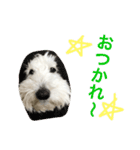 DOG-そら-（個別スタンプ：6）