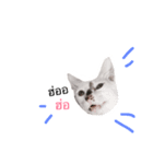 Cat Mess（個別スタンプ：8）